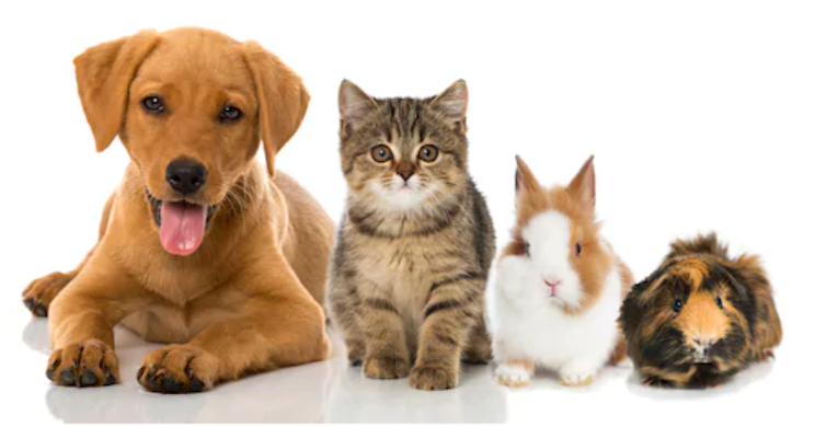 How to Take Care of Multiple Pets in a Single Home