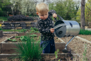 watering